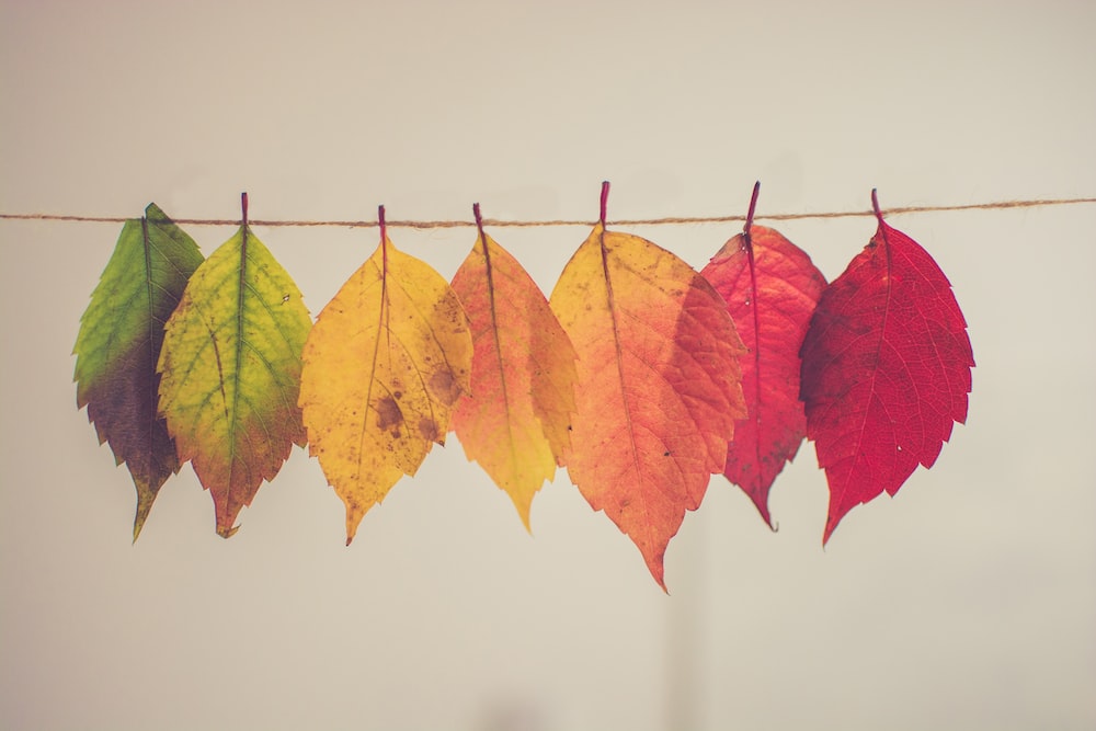 Stock image of leaves in different colors